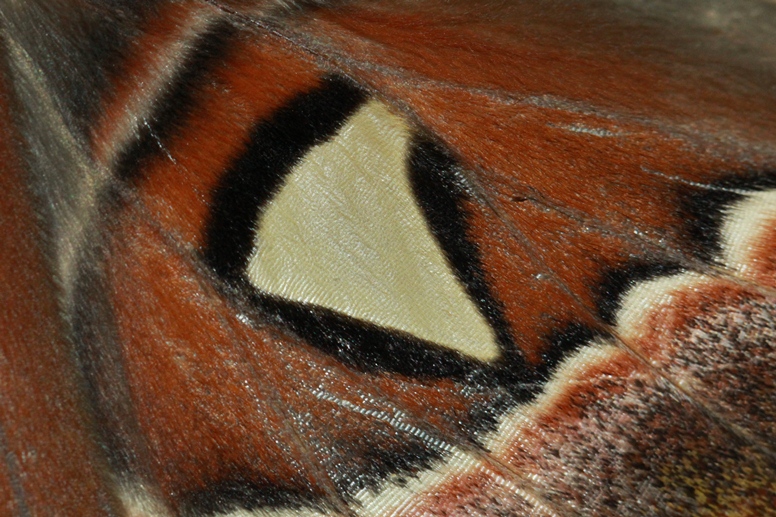 moth